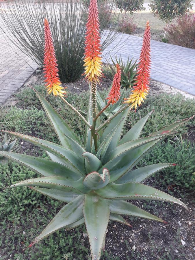 Aloe @ The Sea Daire Mossel Bay Dış mekan fotoğraf